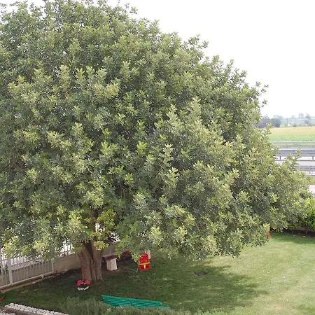 All'ombra Del Carrubo - 4* Metaponto