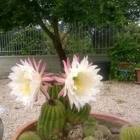 All'ombra Del Carrubo - Metaponto