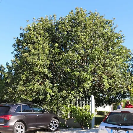 All'ombra Del Carrubo -