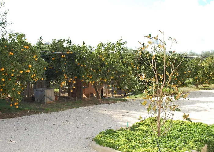 All'ombra Del Carrubo -